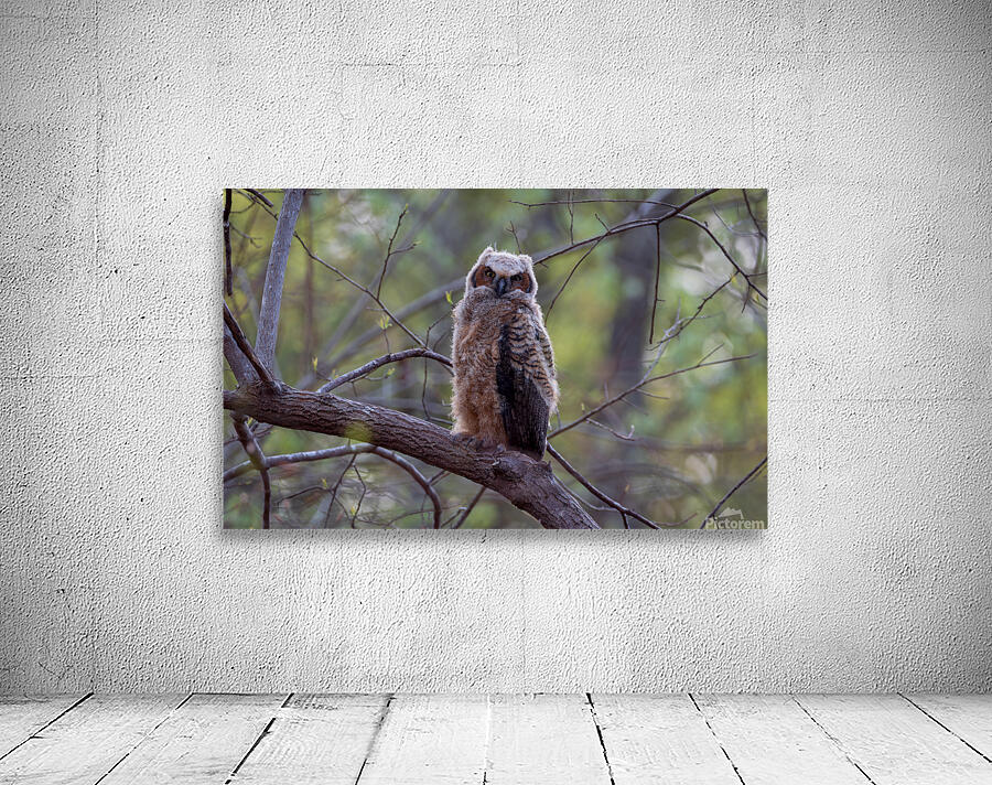 Great Horned Owlet by Chad Meyer