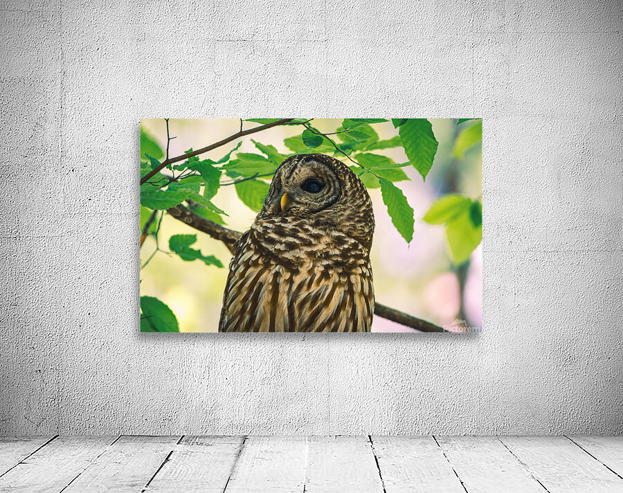 Barred Owl - Reflection by Chad Meyer