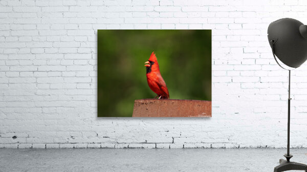 Singing Cardinal by Chad Meyer