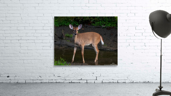 Playful White Tailed Deer in Creek by Chad Meyer