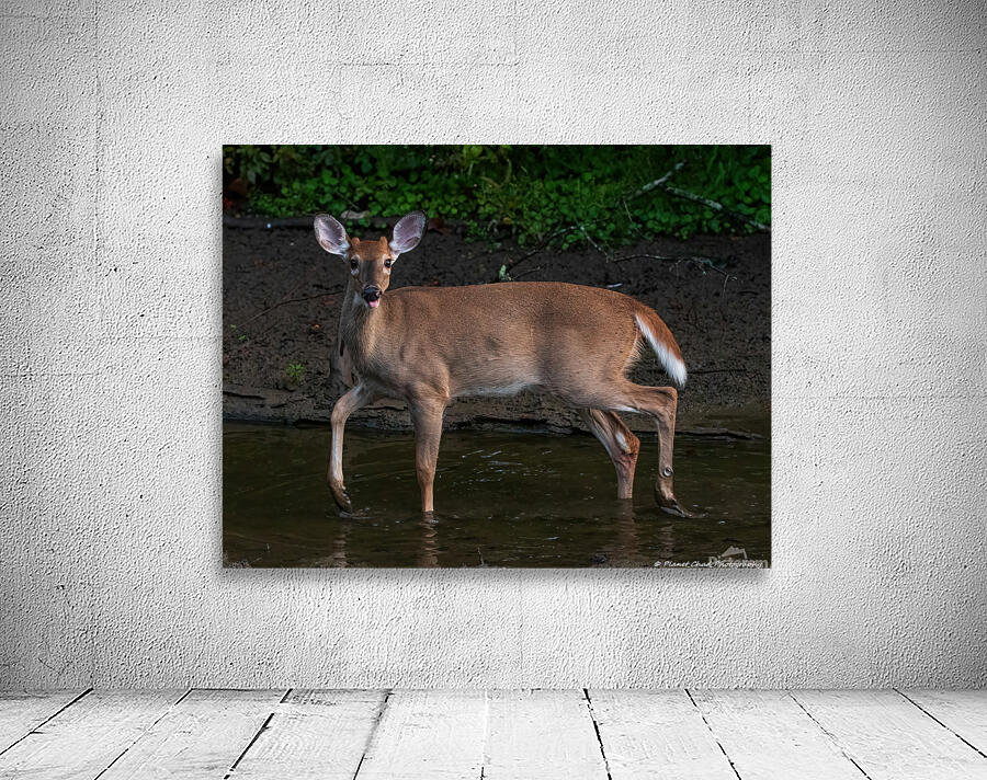 Playful Deer - Sticking Tongue Out by Chad Meyer