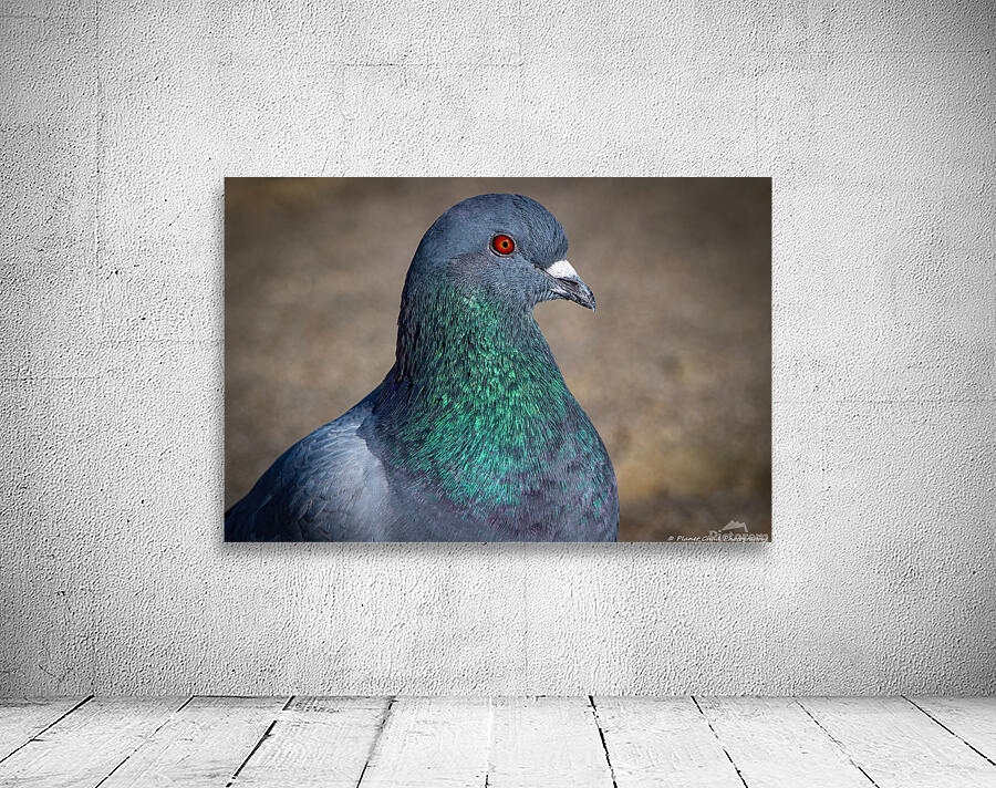 Rock Pigeon Portrait by Chad Meyer