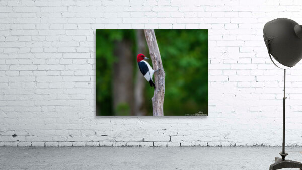 Red Headed Woodpecker by Chad Meyer