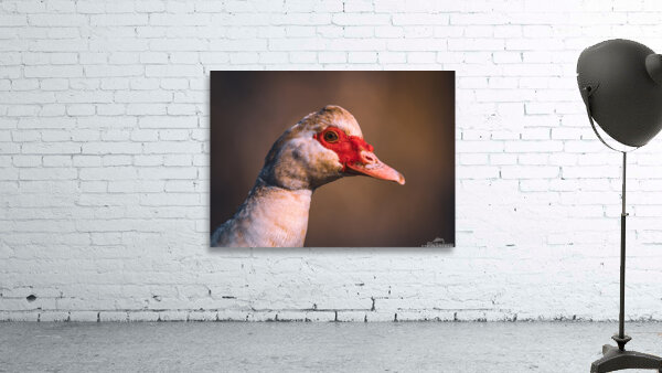 Female Muscovy Duck - Portrait by Chad Meyer