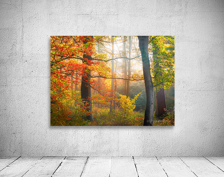 Misty Morning in the Forest by Thea Menagh