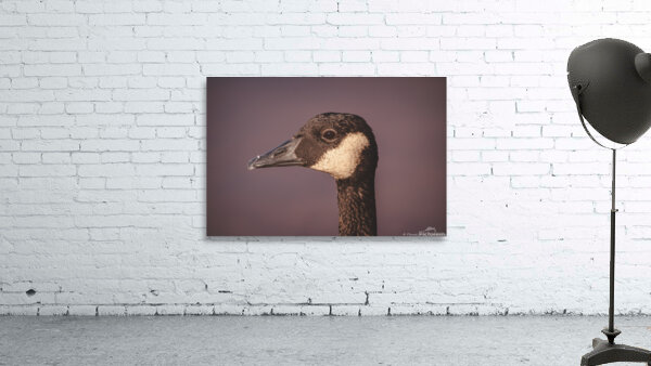 Portrait of a Canada Goose by Chad Meyer