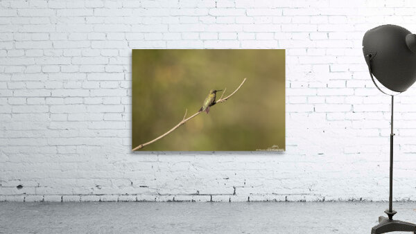 The Lonely Hummingbird by Chad Meyer