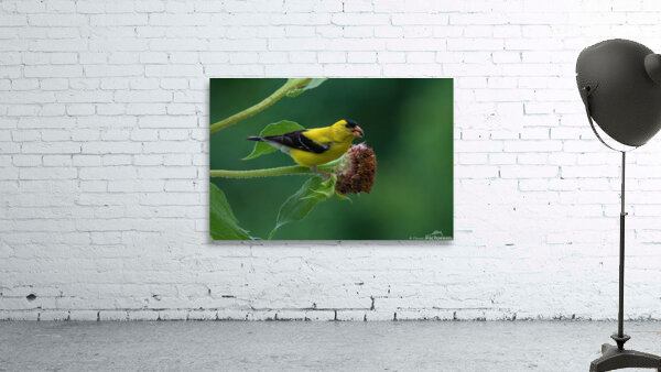 American Goldfinch - Mouthful of Seeds by Chad Meyer