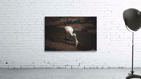 Beautiful Roseate Spoonbill by Chad Meyer