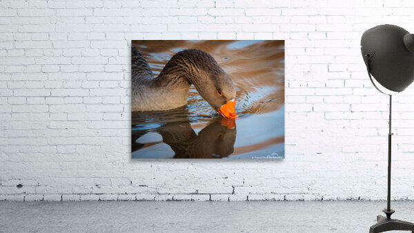 Graylag Goose - Reflection by Chad Meyer