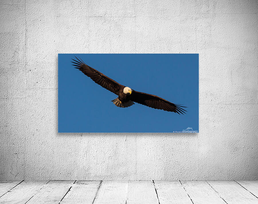 Bald Eagle - On The Hunt by Chad Meyer