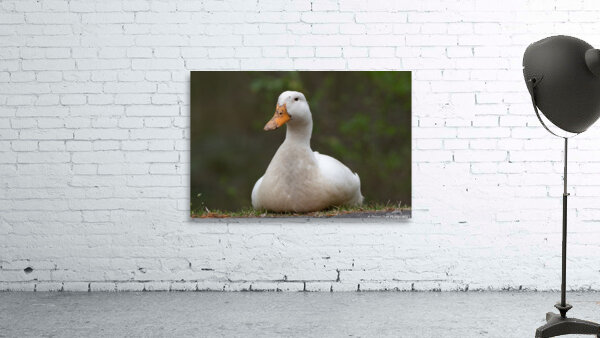 Peaceful Pekin by Chad Meyer