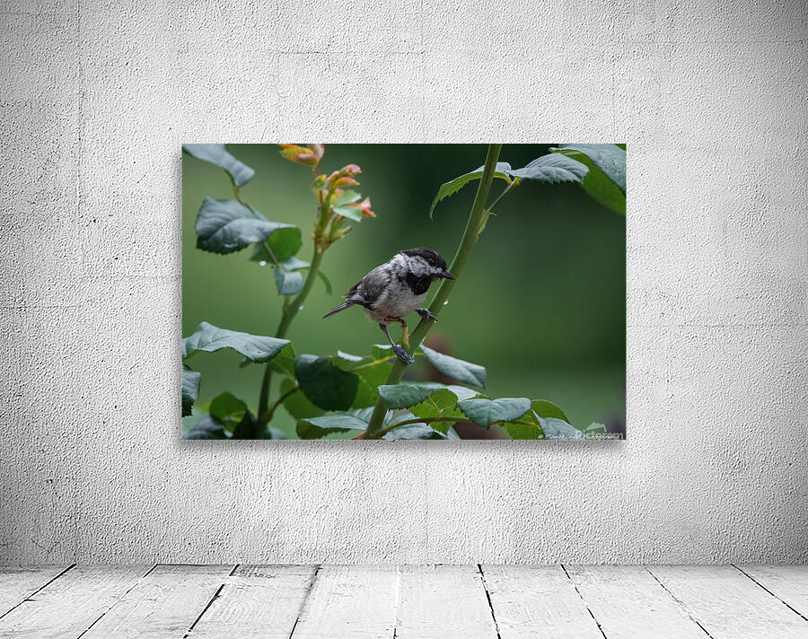 Carolina Chickadee - After The Rain by Chad Meyer