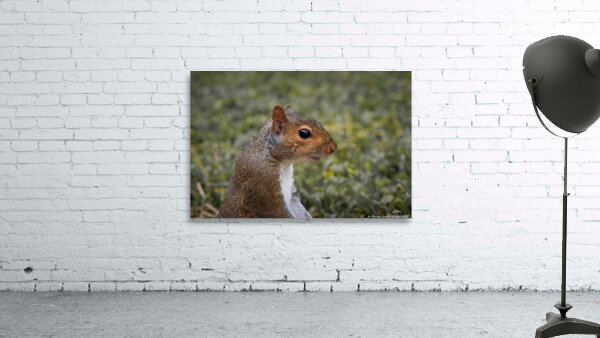 Eastern Gray Squirrel - Portrait by Chad Meyer