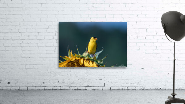 American Goldfinch - Sunflower Pose by Chad Meyer