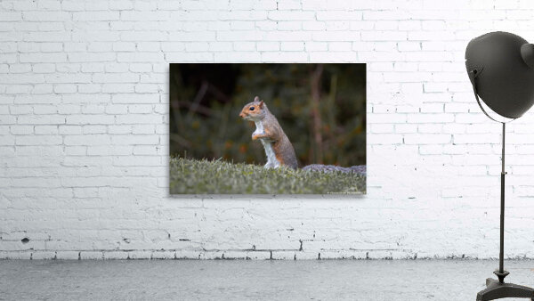 Eastern Gray Squirrel - On The Lookout by Chad Meyer