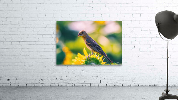 Female Blue Grosbeak Portrait by Chad Meyer