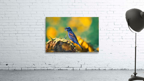 Blue Grosbeak - Summer Love Wall Preview