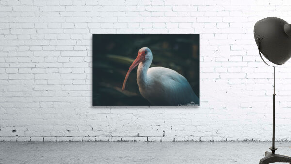  Portrait of a White Ibis by Chad Meyer