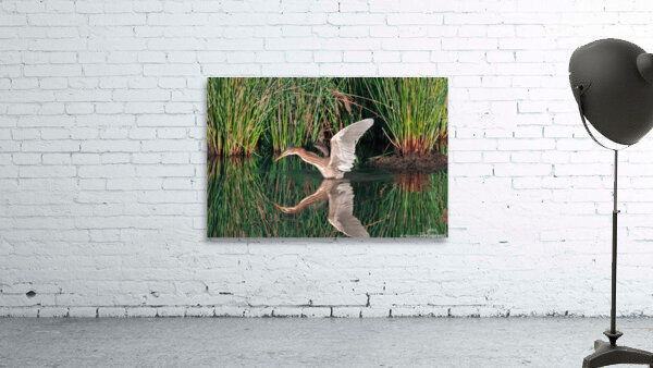 Green Heron - Angel Wings by Chad Meyer
