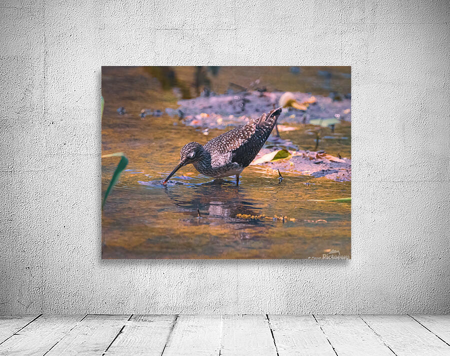 Solitary Sandpiper - Evening Sip by Chad Meyer