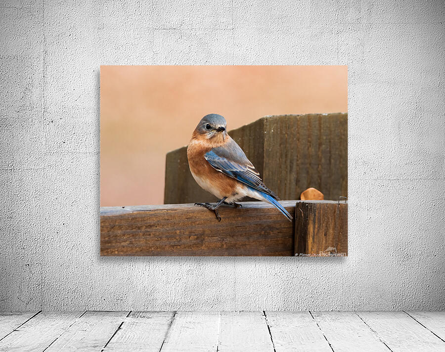 Eastern Bluebird on Fence by Chad Meyer