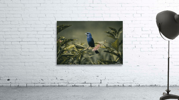 Blue Grosbeak - Vintage Morning by Chad Meyer