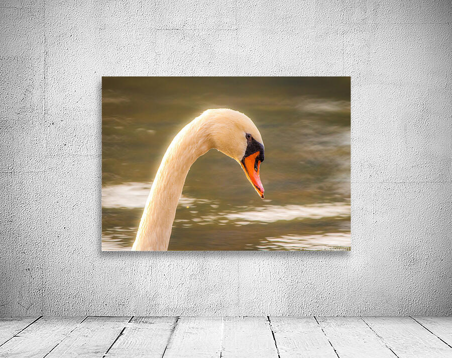 Mute Swan - Morning Glow by Chad Meyer