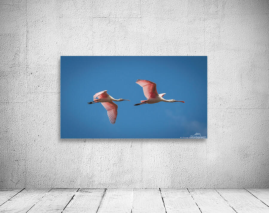 Roseate Spoonbills In Flight by Chad Meyer