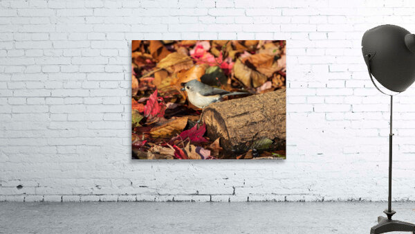 Tufted Titmouse in Autumn Foliage by Chad Meyer