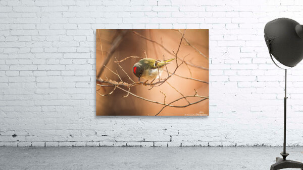 Ruby Crowned Kinglet - The Crown by Chad Meyer