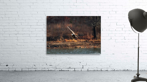 Bald Eagle - The Descent by Chad Meyer