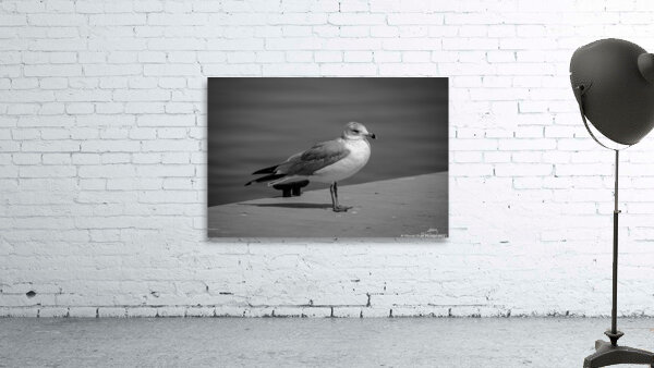 Seagull in Black and White by Chad Meyer