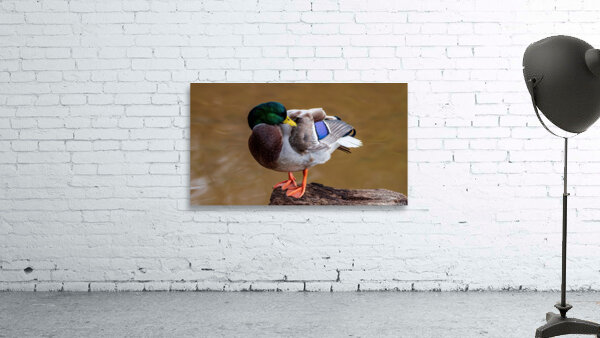 Preening Mallard by Chad Meyer