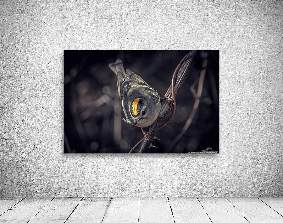 Golden Crown Kinglet - The Crown by Chad Meyer
