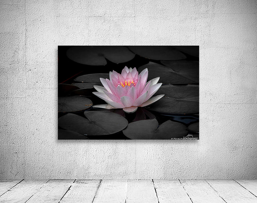 Water Lily - A Touch of Color by Chad Meyer