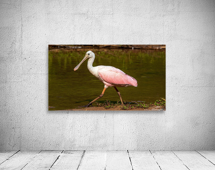 Spoonbill Model by Chad Meyer