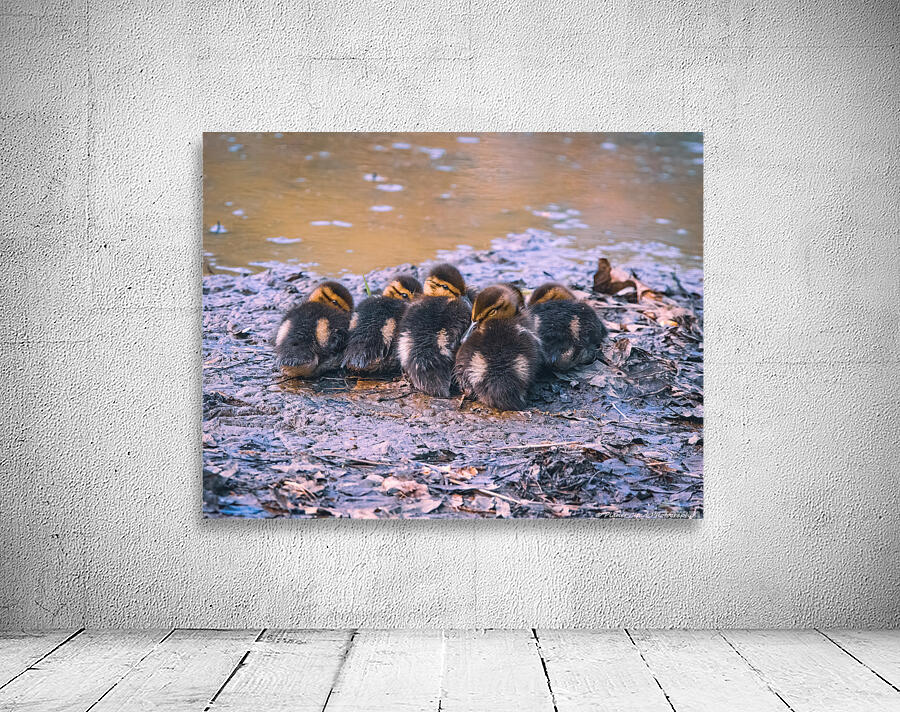 Mallard Ducklings - Sleepy Time by Chad Meyer
