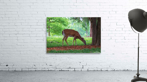 Morning Grazing by Chad Meyer