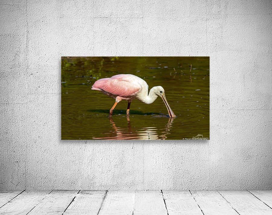 Spoonbill Feeding by Chad Meyer