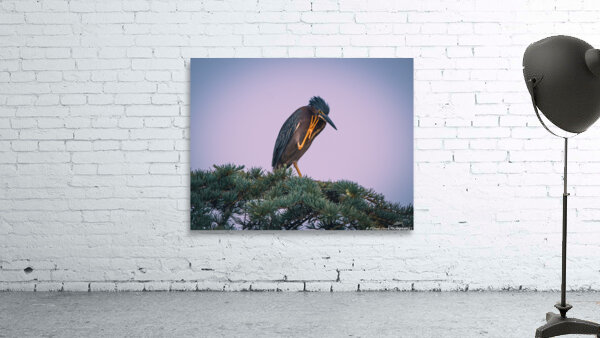 Green Heron - Talk To The Hand by Chad Meyer