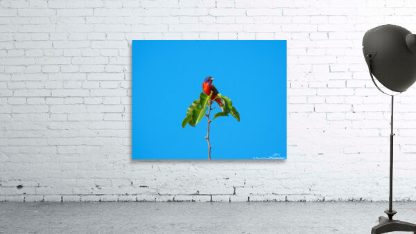 Painted Bunting - Simplicity by Chad Meyer