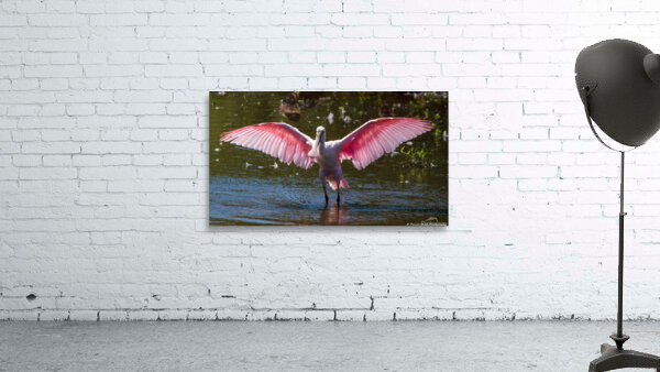 Roseate Spoonbill - I Believe I Can Fly by Chad Meyer