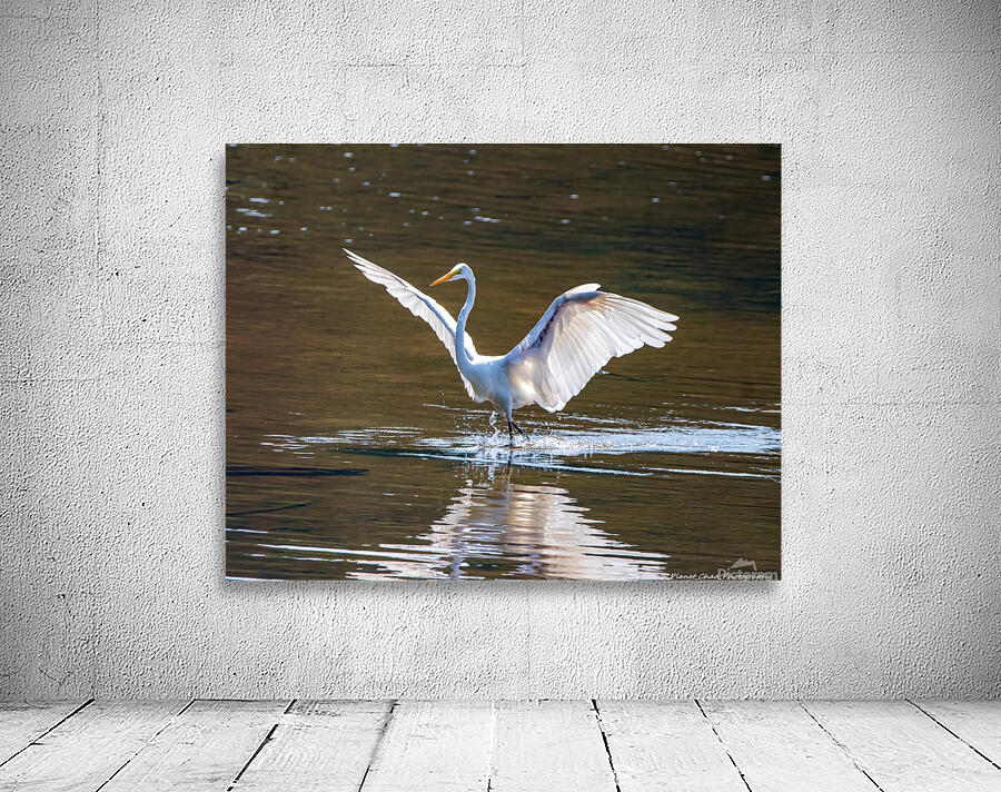 Dancing Egret by Chad Meyer