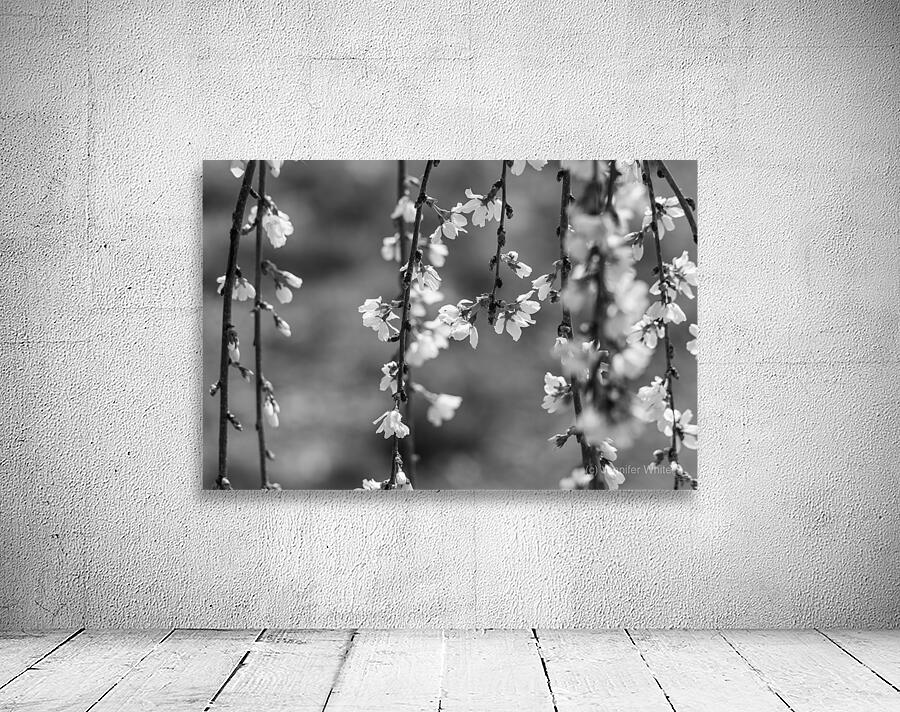 Weeping Cherry Blooms And Branches Grayscale Wall Preview
