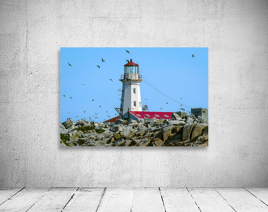 Puffins Flying Around Machias Seal Island Lighthouse in Canada by Allan Wood