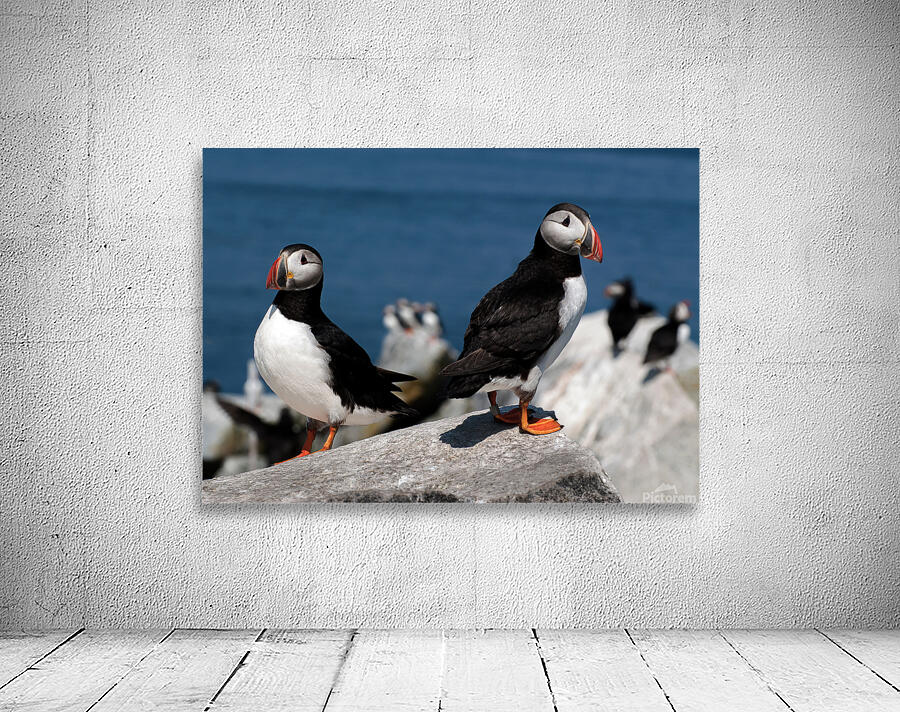 Two Puffins on Machias Seal Island Off Northern Maine Coast by Allan Wood