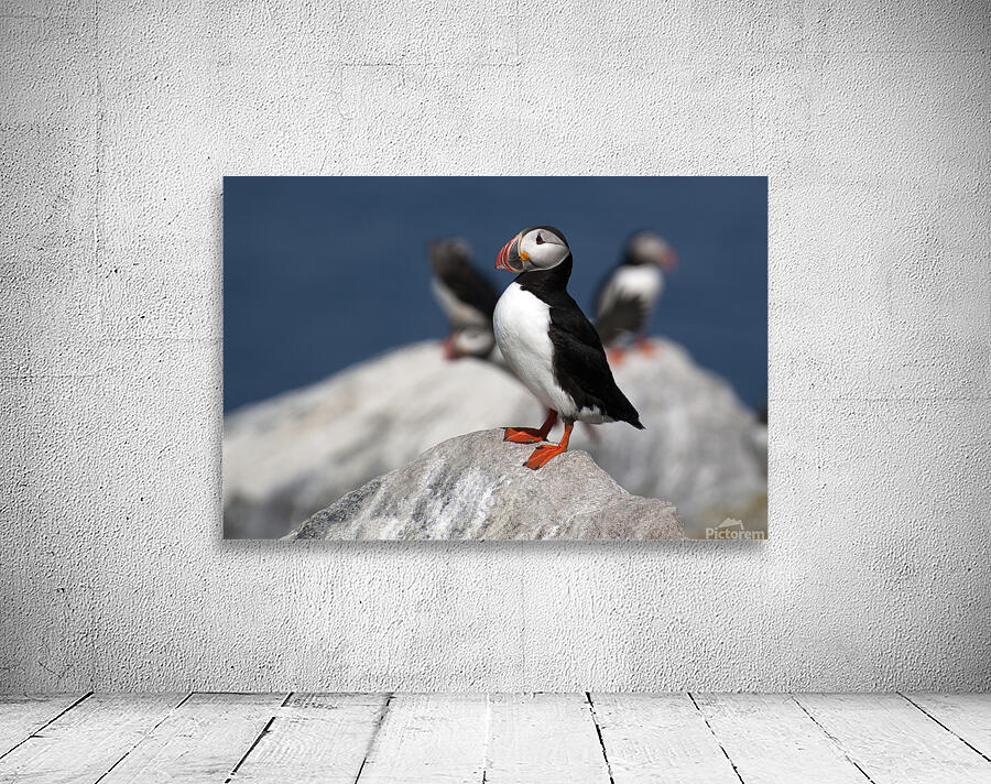 Lone Puffin Stands Guard Over Nest on Rocky Island Off Maine Coast by Allan Wood