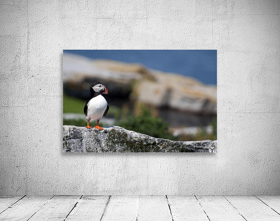 Atlantic Puffin Standing Alone Off the Coast of Northern Maine by Allan Wood