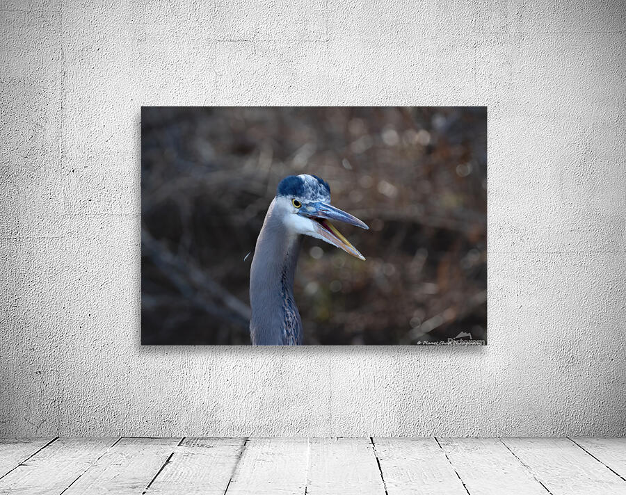 Angry Great Blue Heron by Chad Meyer